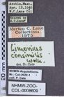 Etiketten zu Limonius consimilis (NHMW-ZOO-COL-0008609)